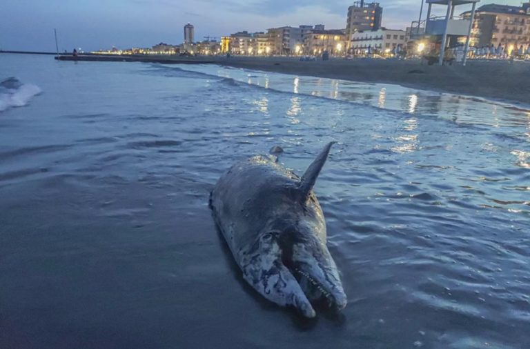 Toter Delfin an Strand von Jesolo angeschwemmt