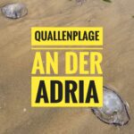 Quallenplage an der Adria