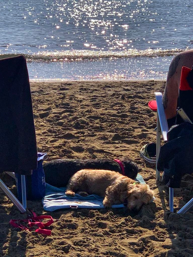 Camping mit Hund - der Strand