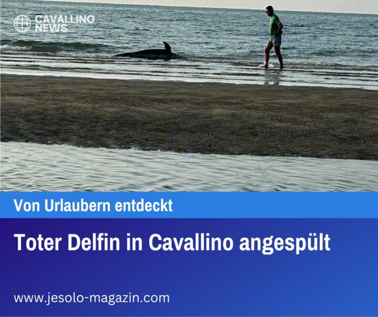 Toter Delfin in Cavallino angespült