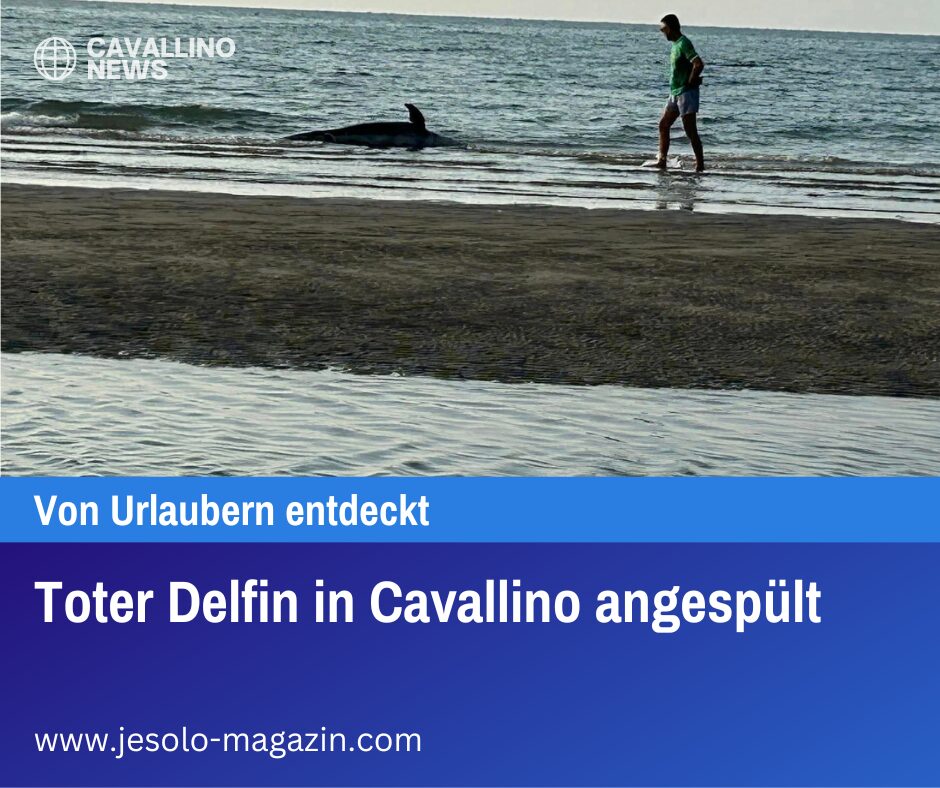 Toter Delfin in Cavallino angespült