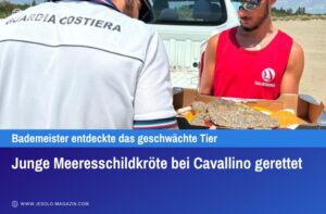 Junge Meeresschildkröte bei Cavallino gerettet