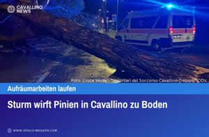 Sturm wirft Pinien in Cavallino zu Boden