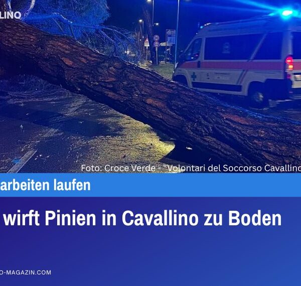 Sturm wirft Pinien in Cavallino zu Boden