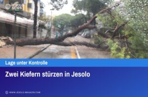 Zwei Kiefern stürzen in Jesolo