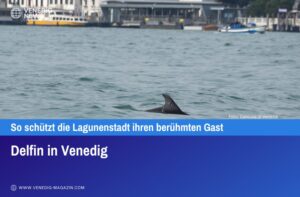 Delfin in Venedig