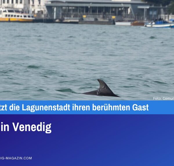 Delfin in Venedig