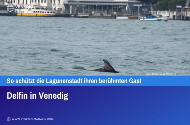 Delfin in Venedig