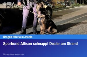 Spürhund Allison schnappt Dealer am Strand