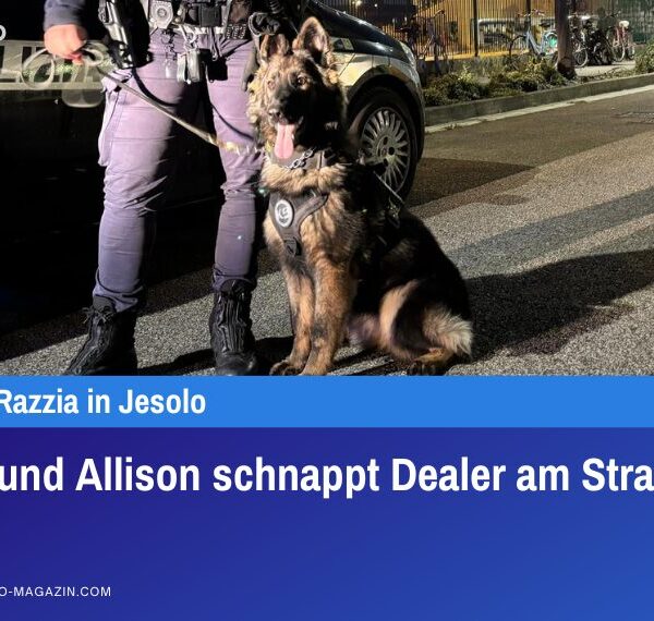 Spürhund Allison schnappt Dealer am Strand